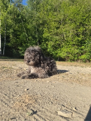 Labradoodle Chewie 