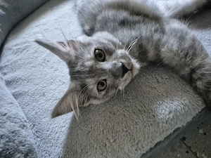 Maine Coon Mädchen blue smoke high silver