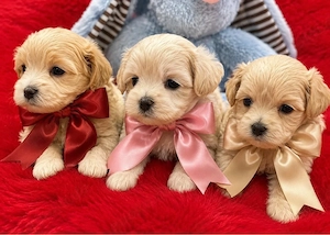 Wunderschöne Maltipoo Welpen 