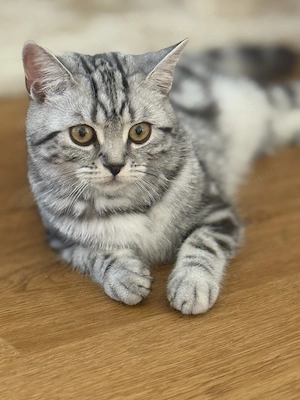 Reinrassige Bkh Kitten 