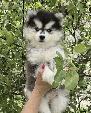 wunderschöne Pomsky welpen.! Wasap. 0163 6255110
