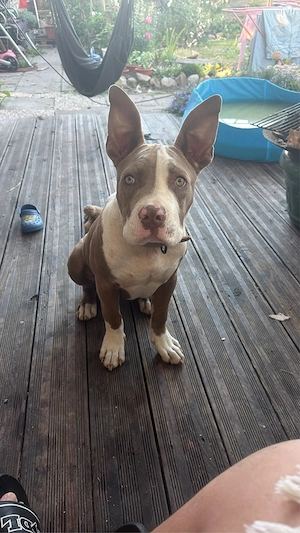 American bully welpe 6 monate alt.