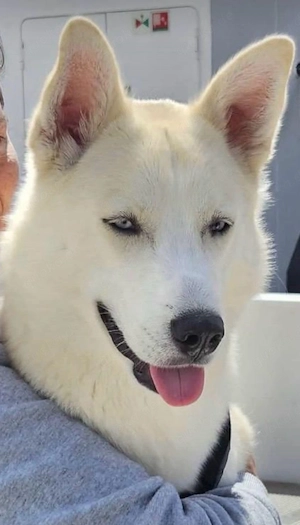 deckrüde siebiren husky australien sheppard