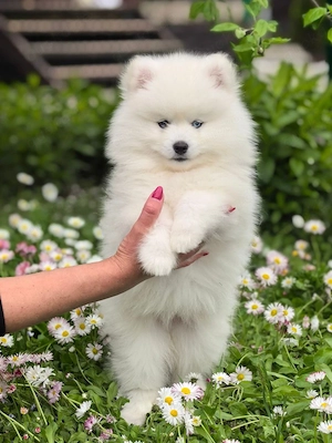 wunderschöne  Pomsky welpen !Wasap. 0163 6255110