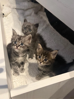 Liebevolle Maine Coon Kitten suchen ein schönes Zuhause 