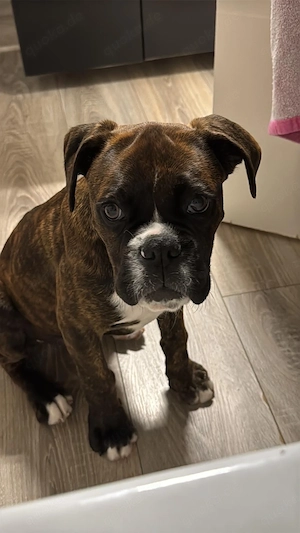 Deutscher Boxer Welpe (Rüde), 6 Monate   schweren Herzens abzugeben   