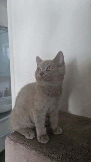 Kitten BKH reinrassige 
