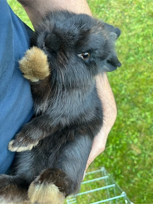 Zwergkaninchen Paar
