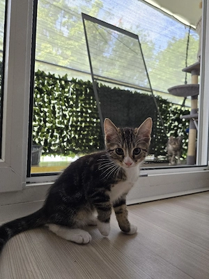 Süße Kätzchen suchen ein neues Zuhause Bild 4