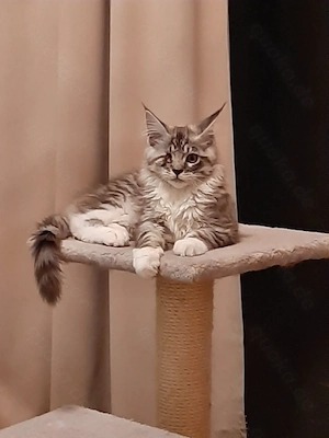  Wunderschönes Maine-Coon-Katerchen sucht ein liebevolles Zuhause 
