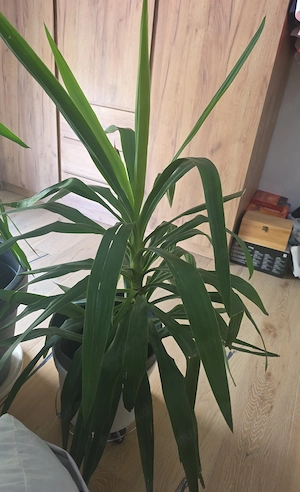 yucca palme