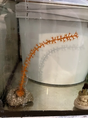 Azoo-Gorgonie Swiftia sp. orange Koralle für Meerwasser Meerwasseraquarium