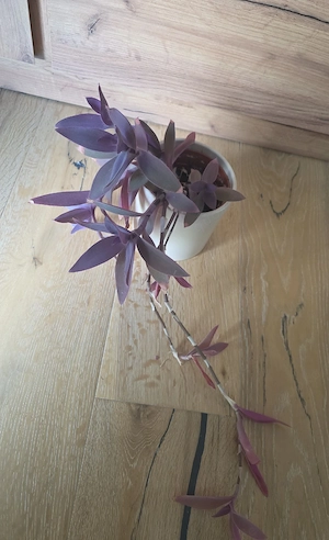 mexikanische dreimasterblume
