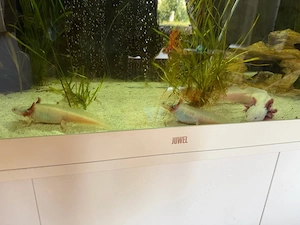 Axolotl abzugeben 