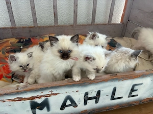 Heilige Birma Kitten - reinrassig
