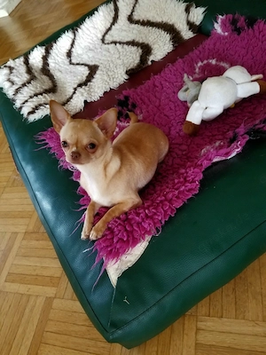 Chihuahua Welpe Hündin in eine tolle Farbe  Schoko red fawn  KH. 