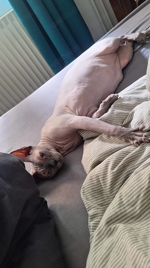 sphynx katze 