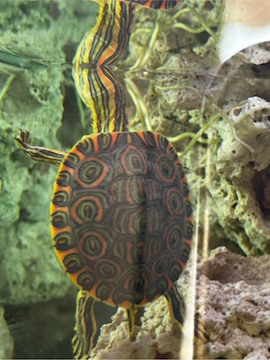     Rotwangen-Schmuckschildkröte