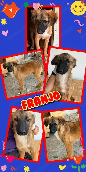 wunderschöner Welpenjunge "Franjo" sucht ein liebevolles Zuhause