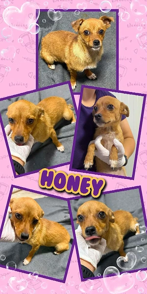 kleines, zuckersüßes Welpenmädchen "Honey" sucht ein liebevolles Zuhause