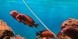 tropheus Moori Bemba