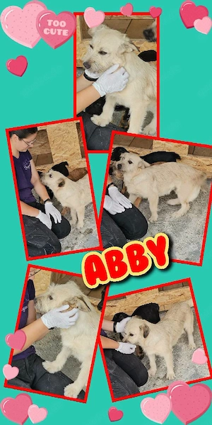 sehr liebe, menschenbezogene, kleine, hübsche Hündin "Abby" sucht ein Zuhause