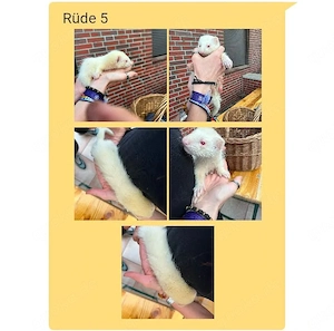 ein Albino Frettchen Welpe Rüde 12 Wochen zu verkaufen 