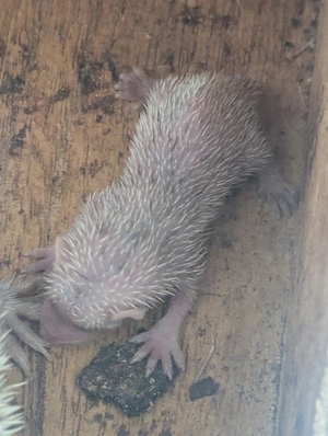 Igel tanreks Gruppe zu verkaufen 