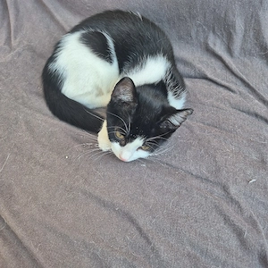 katzen babys 3 Monate alt 