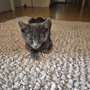 katzen Mix 3 Monate alt 
