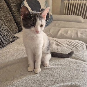 katzen Mix 3 Monate alt 