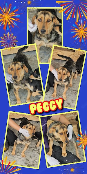zarte, sehr liebe, menschenbezogene Hündin "Peggy" sucht dringend ein Zuhause