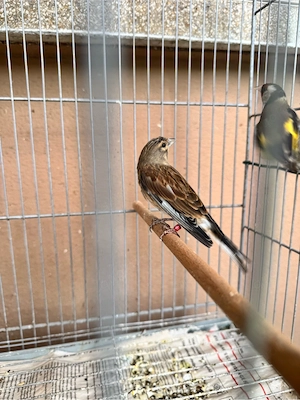vögel zu verkaufen 