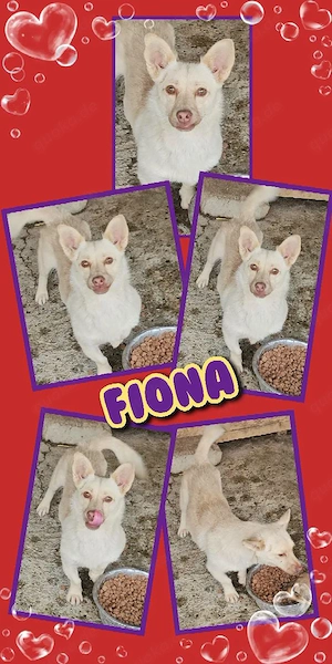 liebe, freundliche, sanfte, kleine Hündin "Fiona" sucht ein liebevolles Zuhause