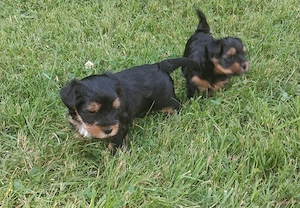 Yorkshire Terrier Welpen