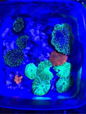 Wunderschöne bunte Scheibenanemonen