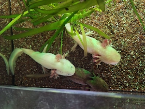 Biete Axolotl + Kühler