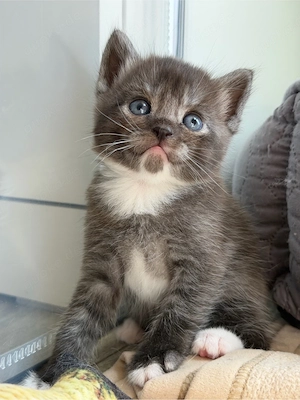 Wunderschöne Britisch Kurzhaar Babykatzen mischling, verschmust ab 31.08. abgabebereit