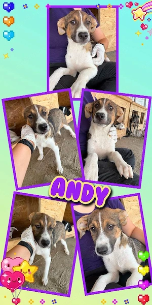 wunderschöner Welpenjunge "Andy" hast Du ein Körbchen frei für mich ?