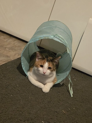 junge katze 
