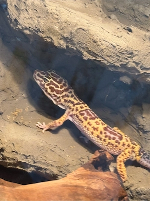 Leopardgecko Männchen 