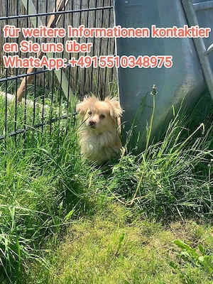 Tamaris, Hunde - Hündin-WHATSAPP.....  