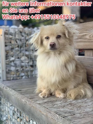 Tamaris , Hunde Hündin-