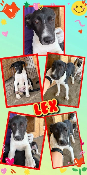 bezaubernder Welpenjunge "Lex" sucht ein liebevolles Zuhause