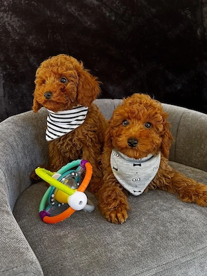 Toy Pudel Welpen rot  abgabebereit