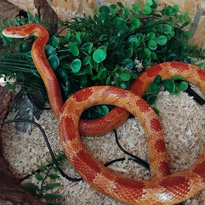 Pantherophis guttatus 1.0 Amel