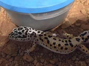 Leopardgecko Tangerine lavender 