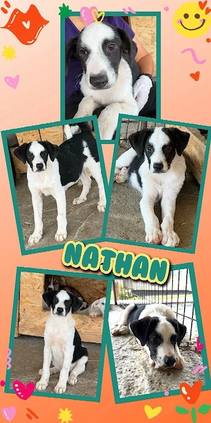 wunderschöner Welpenjunge "Nathan" sucht ein liebevolles Zuhause
