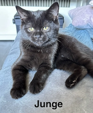 BKH-Kitten suchen ein liebevolles Zuhause 