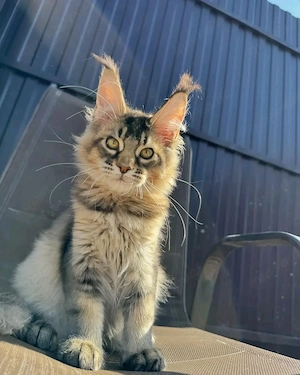  Wunderschöne Maine-Coon-Kätzchen suchen ein liebevolles Zuhause 